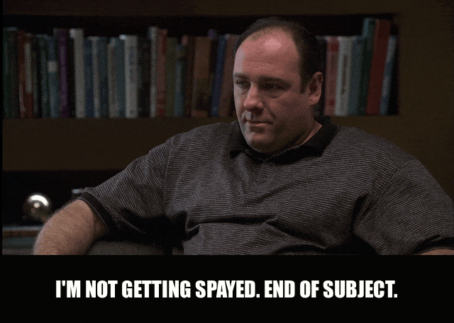 James Gandolfini in The Sopranos (1999), captioned "I'm not getting spayed. End of subject.", Defensive and Annoyed reaction animated GIF